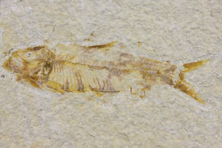Bargain Fossil Fish (Knightia) - Wyoming #150612